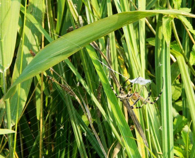 Fermo che ti mordo! Argiope bruennichi